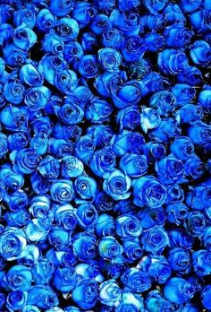 many blue roses are shown in this close up photo