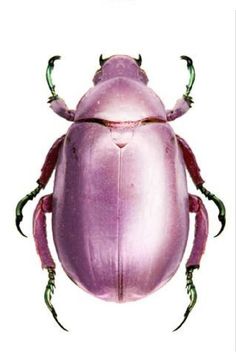 an image of a purple beetle on a white background