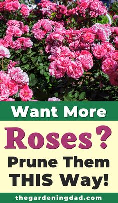 pink flowers with the words want more roses? prune them this way