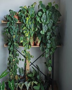 a shelf filled with lots of green plants next to a wall mounted potted plant