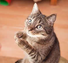 a cat is standing on its hind legs and pawing at the camera with it's front paws