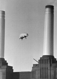 an animal is flying in the air near two tall buildings with columns on each side