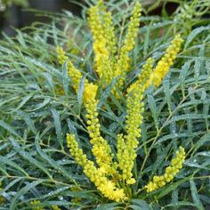 a close up of a plant with yellow flowers