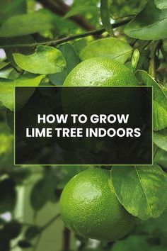 limes growing on the tree with text overlay how to grow lime tree indoors