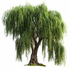 a large tree with lots of green leaves on it's branches, in front of a white background