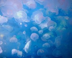 there are many jellyfish swimming in the water