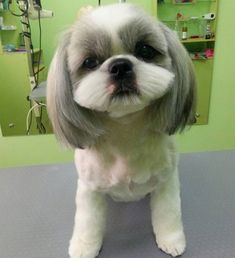 a small white and gray dog sitting on top of a table