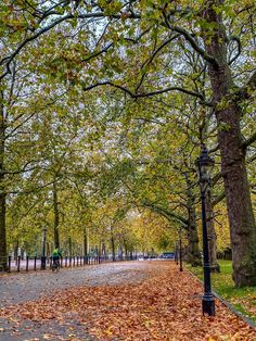 an empty park with lots of leaves on the ground and trees lining the walkways