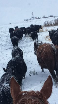 a herd of horses standing on top of a snow covered field next to a brown horse