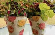 two potted plants sitting on top of a table next to each other in front of a window