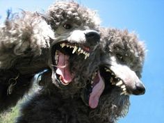 two poodles with their mouths open in the air