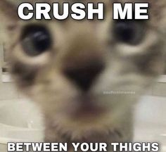 a cat is staring at the camera with caption that reads, crush me between your thighs