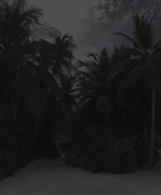 an empty bench in the middle of some palm trees at night with dark clouds overhead