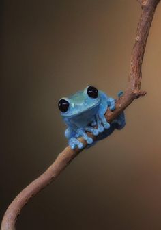 a blue frog sitting on top of a tree branch