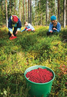 two people picking berries from a bush in the woods, one is holding a bucket