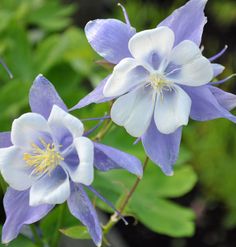 two blue and white flowers with green leaves in the backgrounnd, close up