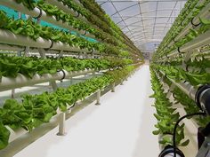 several rows of green plants growing in a large indoor grower system with white pipes