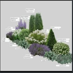 an image of different types of plants in the garden with words above them that describe their names