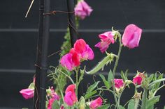 pink flowers are growing in front of a black wall