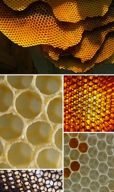 several different images of honey cells