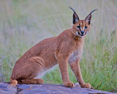 a caramel colored cat sitting on top of a rock in the middle of tall grass