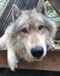 a wolf is laying down on some hay and looking at the camera with his eyes open