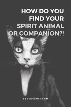 a black and white photo with the words how do you find your spirit animal or companion?