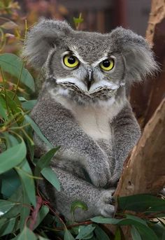 a close up of a koala sitting on a tree branch with its eyes wide open