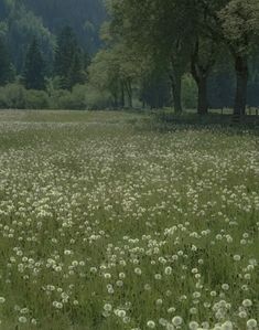 a field with lots of white flowers and trees in the background on a foggy day