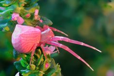 a pink flower with green leaves in the background