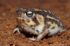 a close up of a frog on the ground