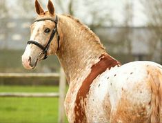 a brown and white horse standing on top of a lush green field