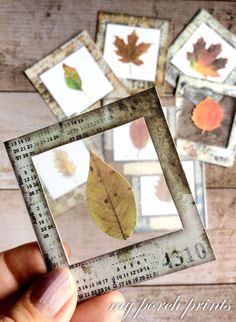 a person holding up a small leaf in front of four pictures with leaves on them