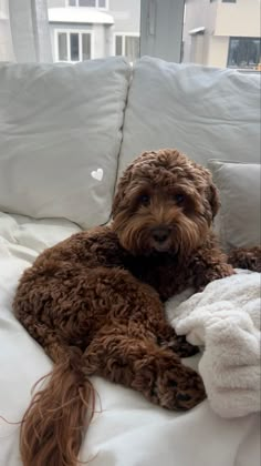 a brown dog laying on top of a white couch