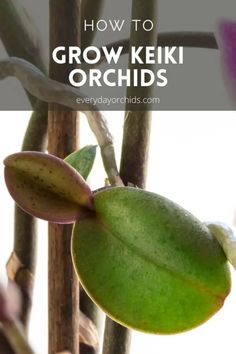 an image of some kind of plant with the words how to grow keiki orchids