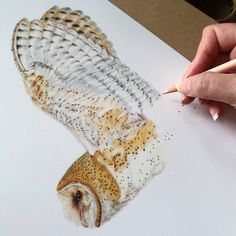 a person is drawing an owl with colored pencils