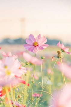 pink flowers are in the middle of a field