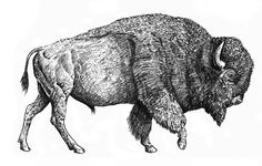 an ink drawing of a buffalo standing on its hind legs and looking down at the ground