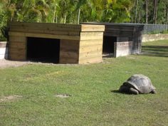 two large tortoiseshells sitting in the grass next to some wooden buildings