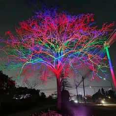 an illuminated tree in the middle of a park at night with colorful lights on it