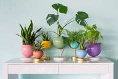 a white table topped with potted plants on top of each other next to a blue wall