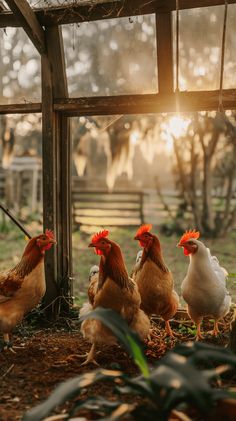 four chickens are standing in the dirt under a shelter