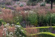 an outdoor garden with various types of plants and trees in the background, including flowers