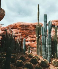 a cactus garden with many cacti and rocks in the background, under a cloudy sky