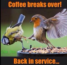 two birds eating from a bird feeder with the caption coffee breaks over back in service