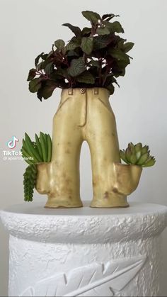 there is a plant in the shape of a man's legs