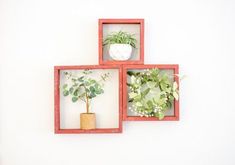 three square wooden frames with plants in them