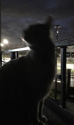 a cat sitting on top of a wooden floor next to a light pole at night