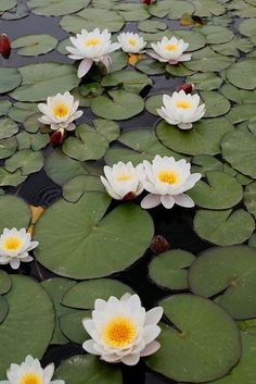 several white water lilies floating on top of green leaves