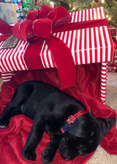 a black dog sleeping next to a christmas present